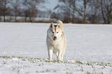 SIBERIAN HUSKY 457
